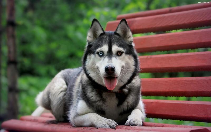 阿拉斯加犬和哈士奇的区别,你分得清吗?