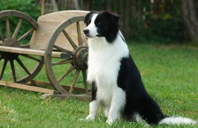 边境牧羊犬一般生几个孩子？正常情况是这样的