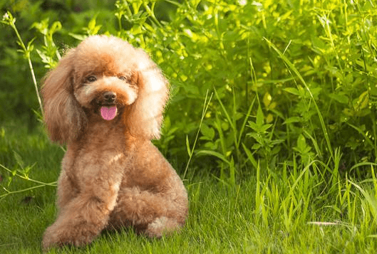 贵宾犬耳朵不长毛怎么办?排查下这些原因