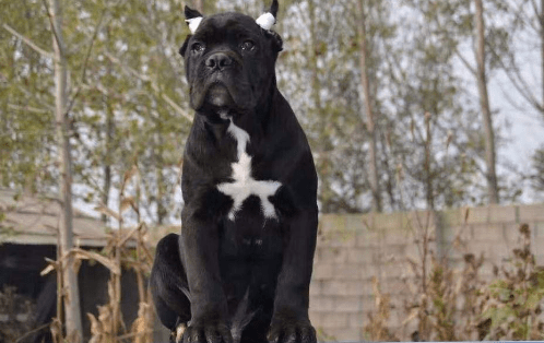 卡斯罗犬怎么训练?切忌不能太有爱心