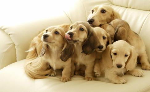 家养狗有狂犬病吗？先了解一下该病的情况