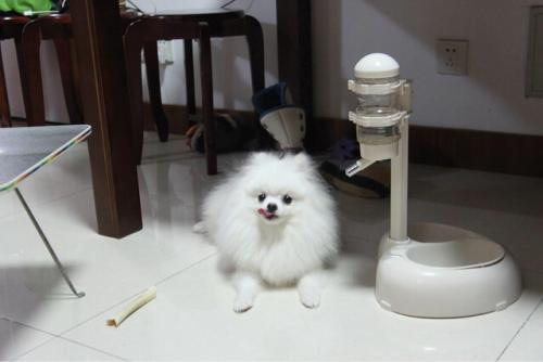 博美不吃东西老是睡觉,该送医院还是得送医院