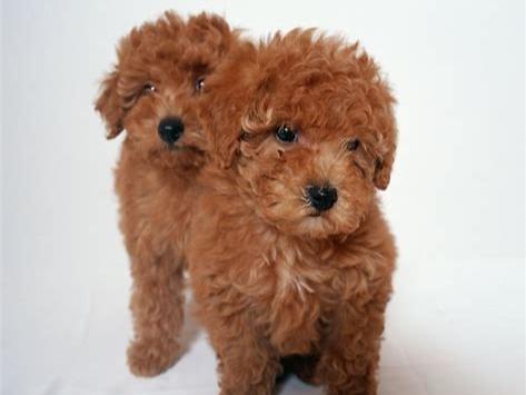 贵宾犬嘴巴臭怎么办？找找是不是这些原因