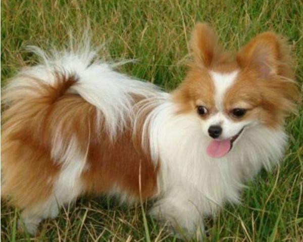 蝴蝶犬上吐下泻是什么症状，大部分都是这个原因