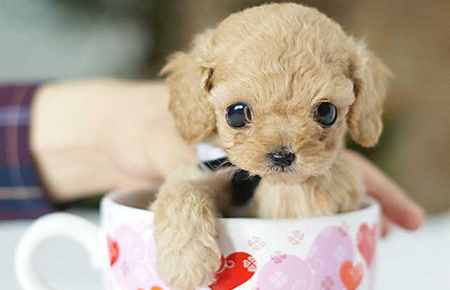 茶杯贵宾价格,盘点2018最新价格