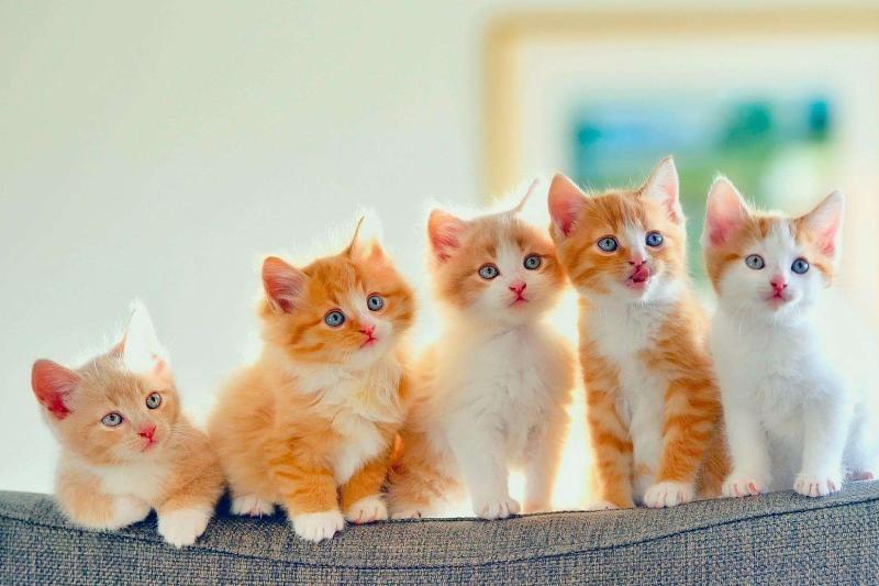 猫喜欢吃什么?并不是只有鱼