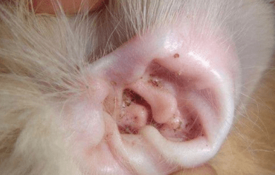 狗狗耳屎怎么弄出来？要注意好这些细节