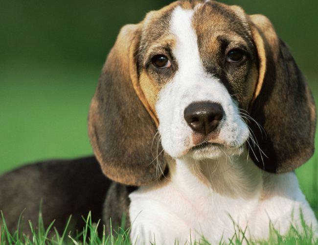 如何训练比格犬?打骂肯定是行不通的