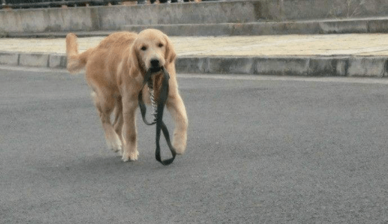 宠物狗的训练，家长们请注意越早越好