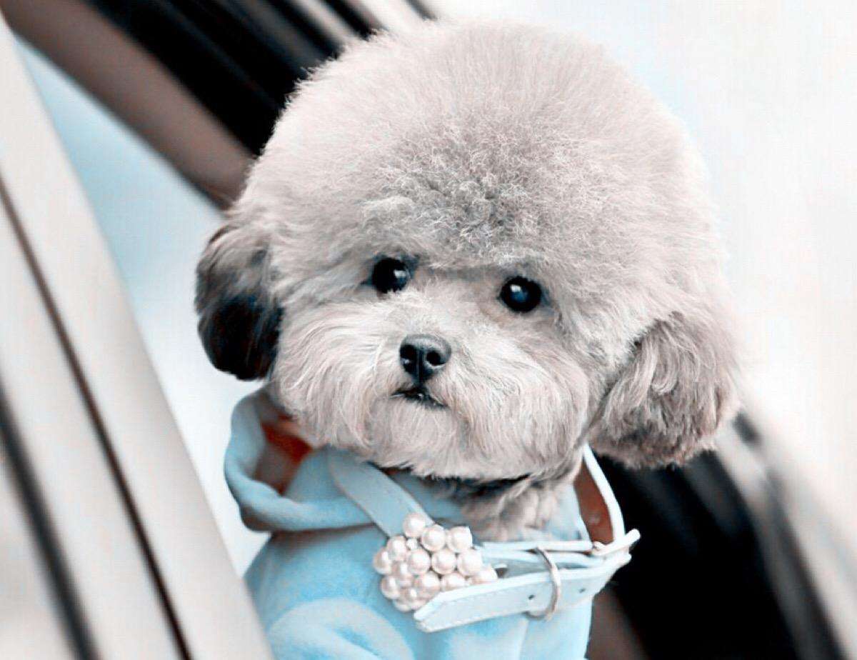 小型宠物狗价格，小型犬品种及价格详单