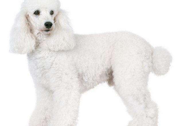 贵宾犬晚上不睡老叫怎么办?一定要学会这样来安抚