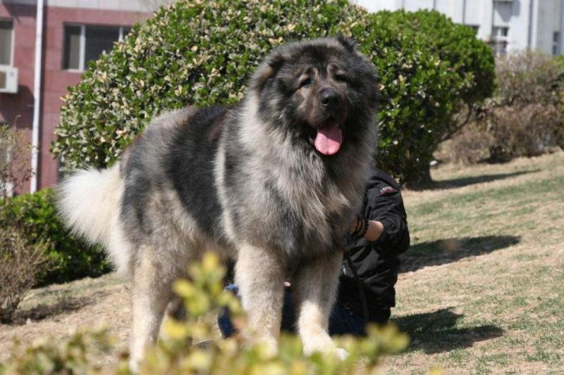 高加索犬一天吃多少?胖子都是吃出来的