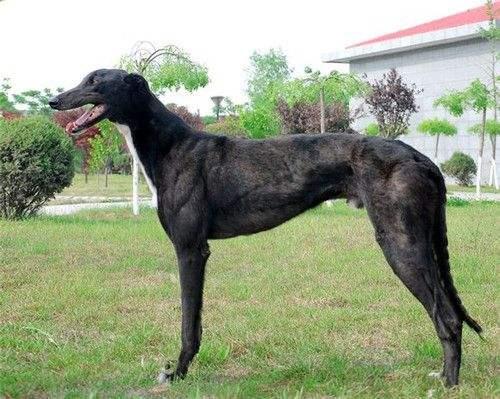 格力犬外八怎么办？搞清楚原因这样来矫正