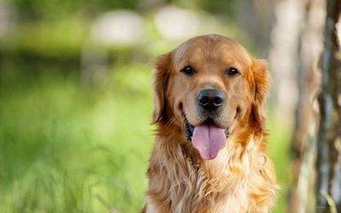 金毛犬掉毛怎么办?只需几点妙招