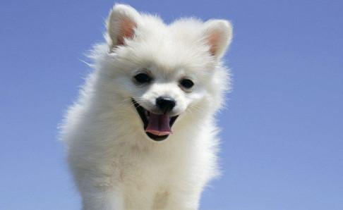 小狗身上有皮屑怎么办？试试这个办法