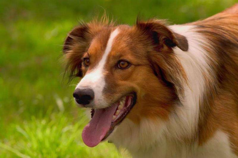 狂犬病早期症状,记住了这很重要