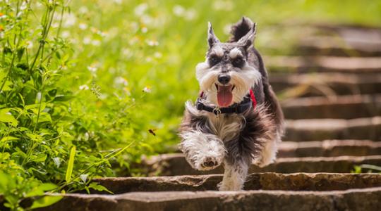 雪纳瑞不吃狗粮怎么办？找到缘由才是真
