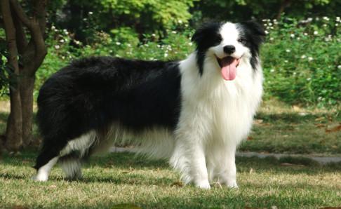 边境牧羊犬多聪明?狗界的学霸