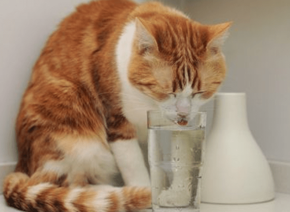 猫除了吃猫粮还吃什么?这些都是可以选择的