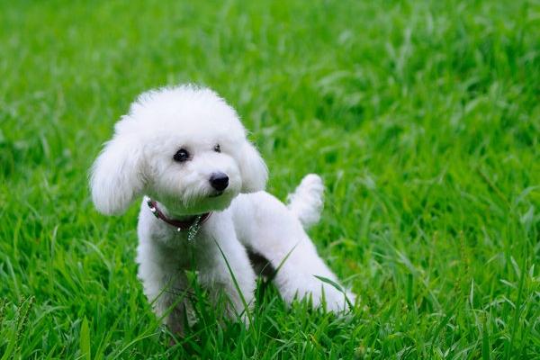 贵宾犬便血是怎么回事？一定要耐心的找到原因