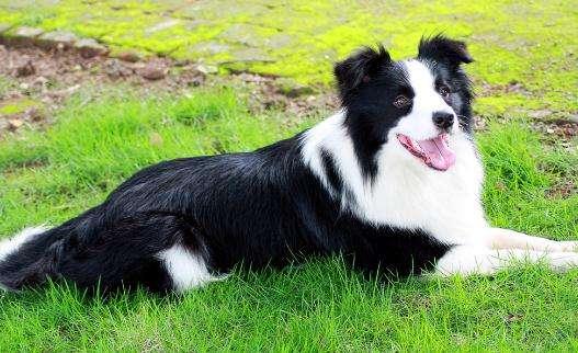 如何判断边境牧羊犬怀孕,注意观察这几点