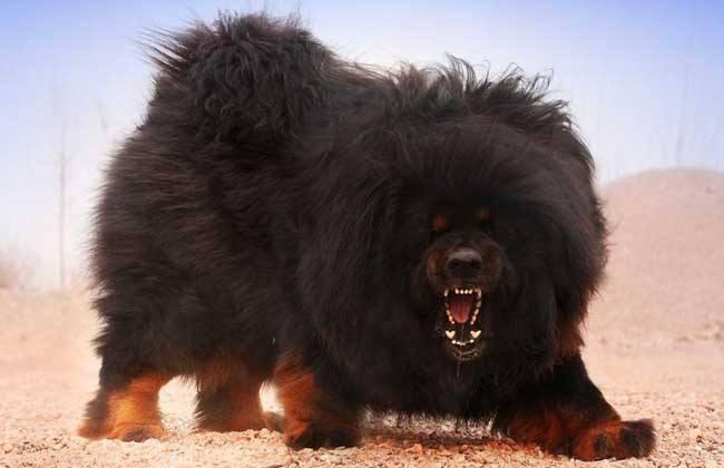 老虎和藏獒哪个厉害？这是老虎被黑的最惨一次