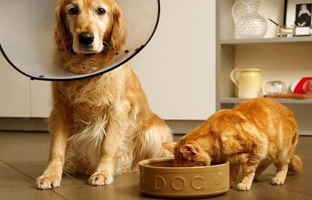 狗得狂犬病多久会死？这些情况你要先搞清楚