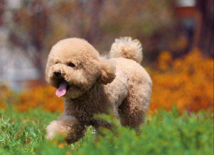 泰迪宠物狗价格？小主泰迪正在赶来