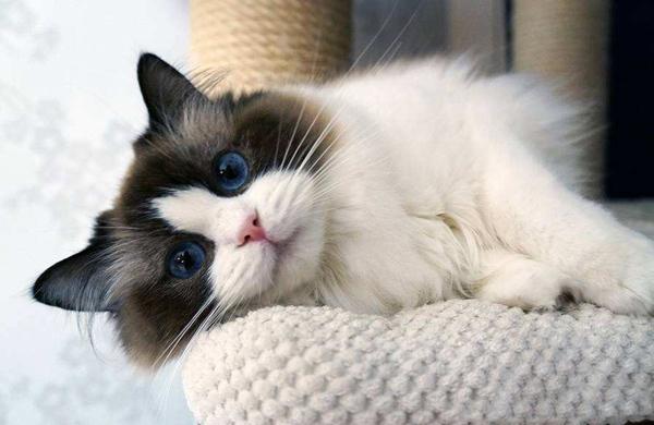 宠物猫的品种及价格,这些都是在国内很受欢迎的