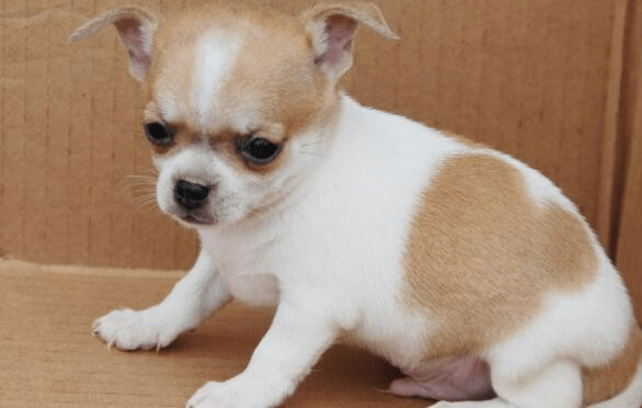 吉娃娃吃什么,饮食请注意这些