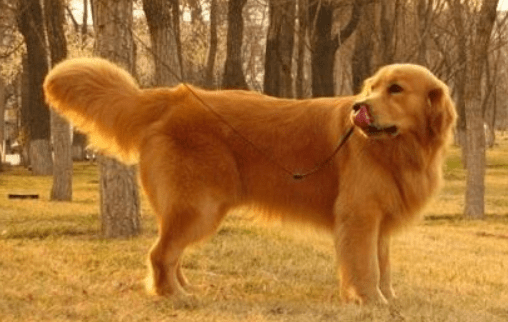 金毛犬属于大型犬吗?光看体型还不够