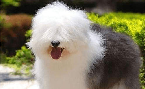 古牧犬聪明吗 居然是这样的狗狗？