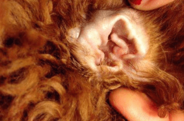 狗狗耳屎怎么弄出来?要注意好这些细节