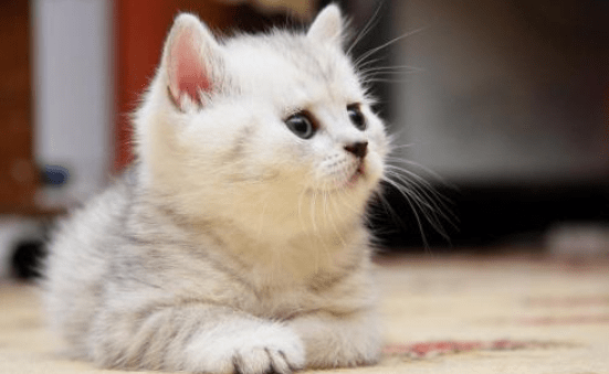 猫咪死了怎么处理,最恰当的做法就应该这样