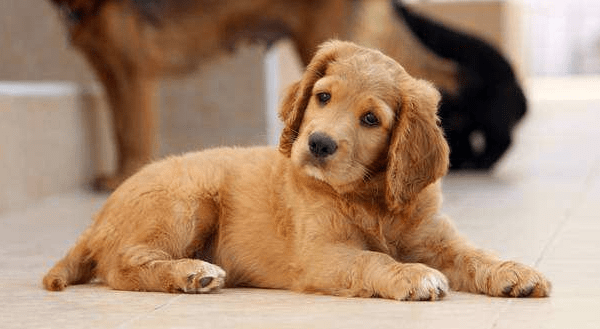 狗狗的真菌怎么治?搞清楚具体的原因