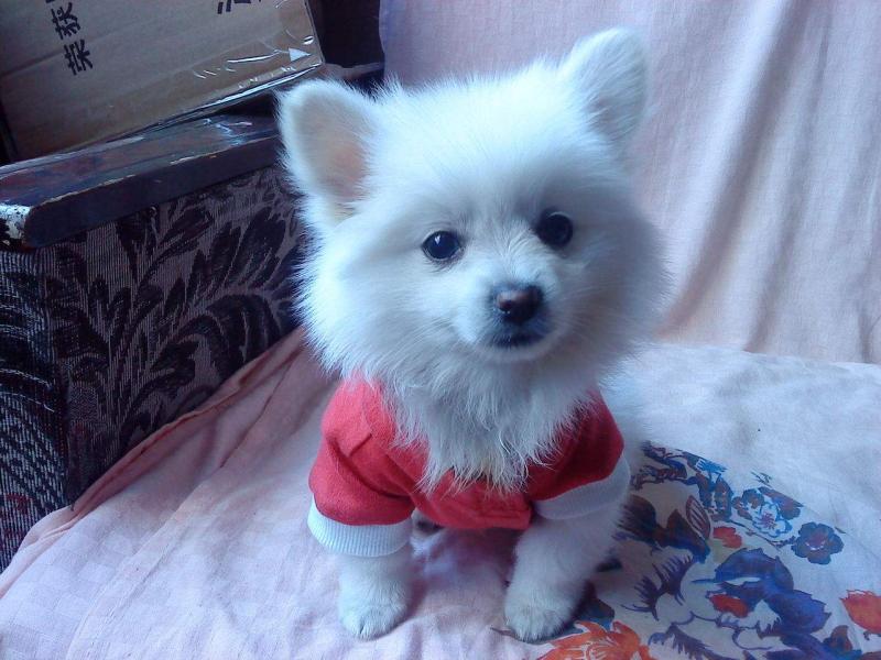 博美狗狗怎么训练？这些方法容易接受