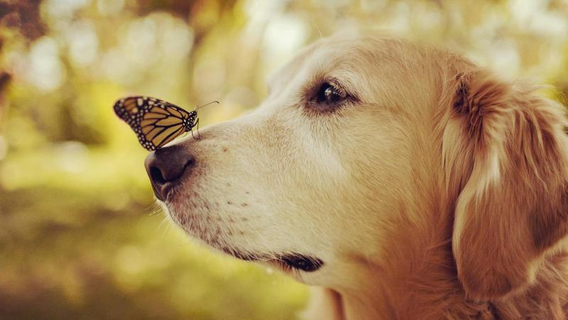 狗可以吃胡萝卜吗？肯定是可以吃的