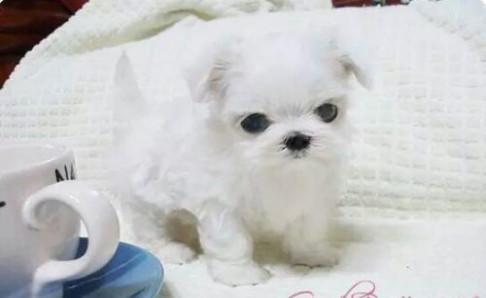 茶杯犬为什么容易死，看完这些你自然就懂了