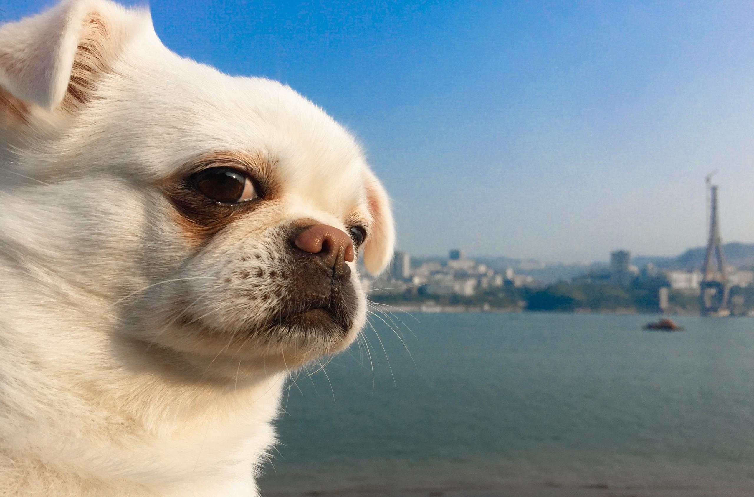 小狗眼屎多，小妙招帮你消除