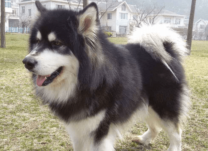 阿拉斯加拉稀怎么办,肠胃问题要注意!