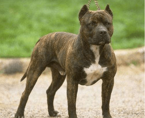 比特犬如何训练？想要不惹事生非就要严格训练