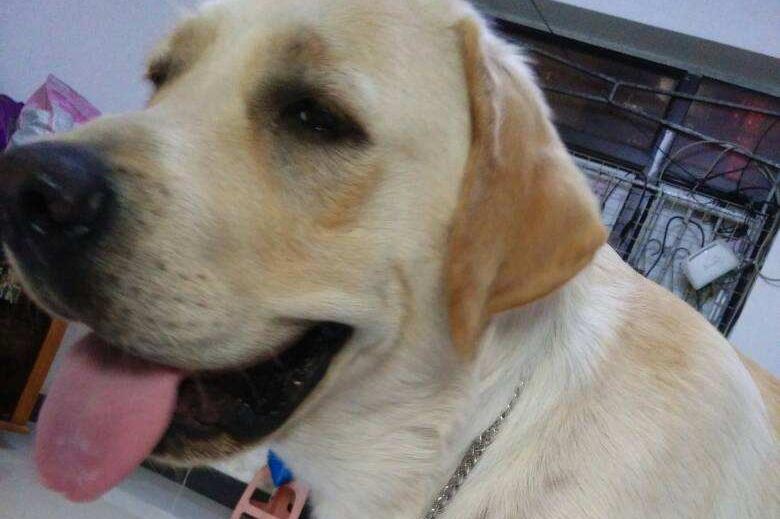 拉布拉多掉毛吗?说一点不掉那是骗人的