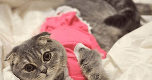 小猫感冒了怎么办?这些小细节请注意