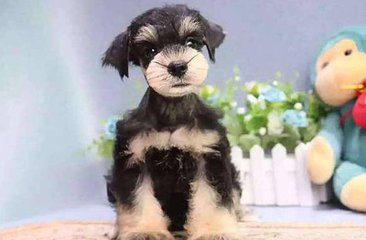 不掉毛的狗，排行大比拼