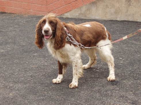 史宾格犬怎么变胖，这些小常识你知道吗？