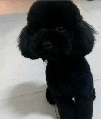 贵宾犬有哪几种颜色最好看?比较常见的是这几种