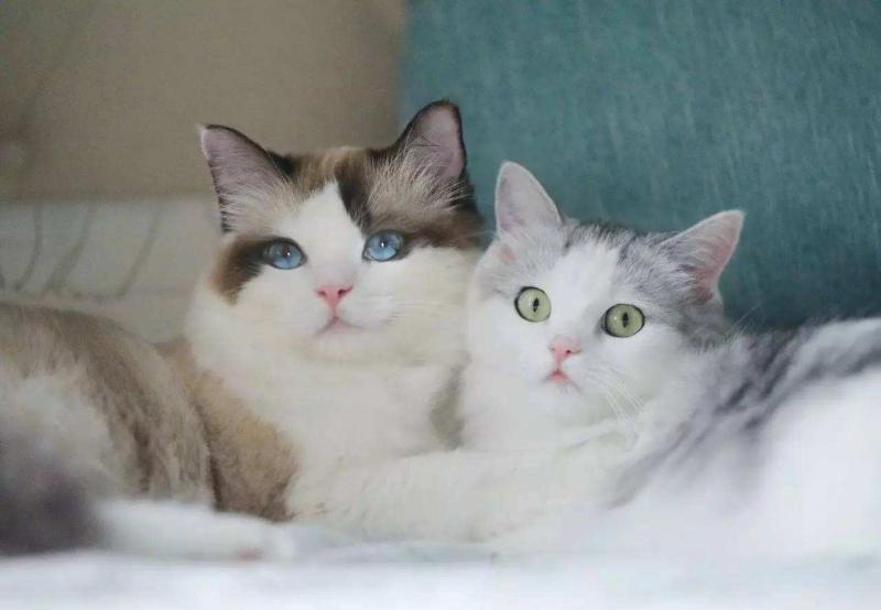 猫癣会传染人吗?早知道早预防