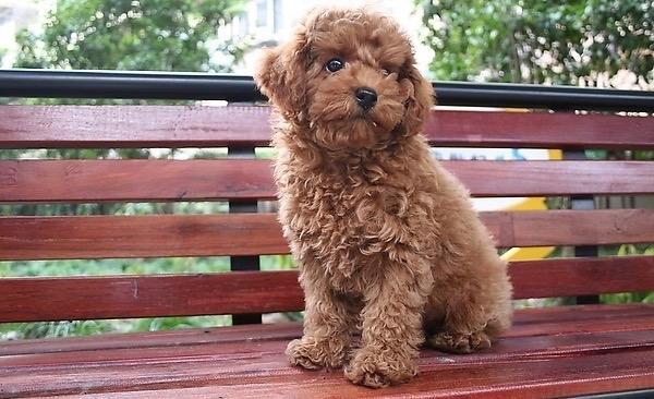 标准公泰迪寿命多少年,正常情况下是这样的