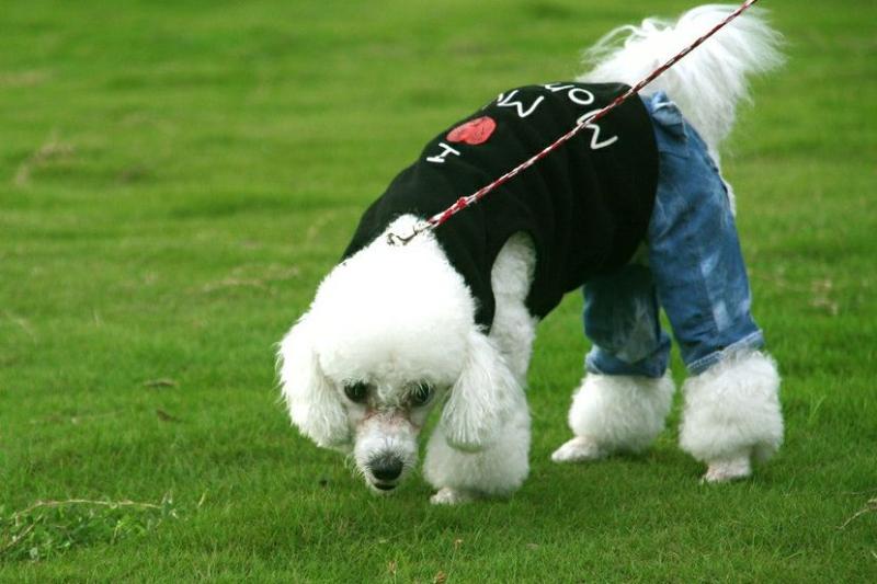 狗狗浑身发抖怎么了?可别太大意了