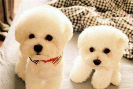 养比熊的坏处有哪些？细心主人无坏处